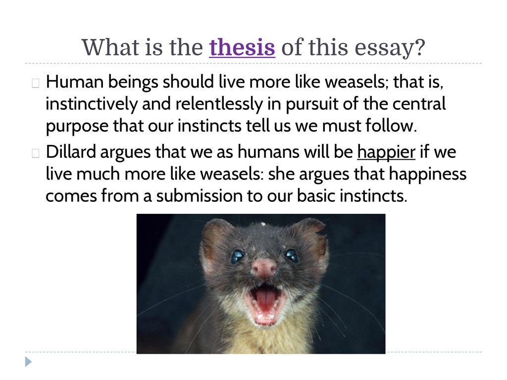 dillard weasel essay
